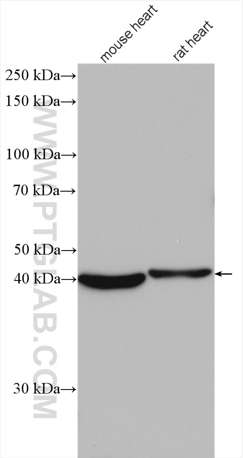 Western Blot (WB) analysis of various lysates using VEGFD Polyclonal antibody (26915-1-AP)