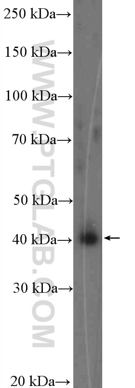 Western Blot (WB) analysis of MCF-7 cells using VEGFD Polyclonal antibody (26915-1-AP)