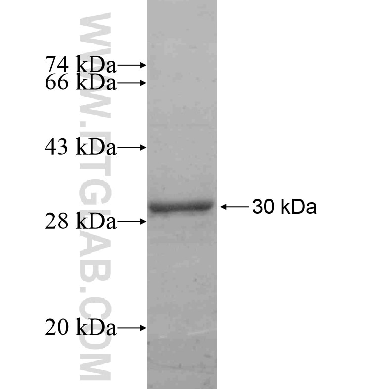 VENTX fusion protein Ag16725 SDS-PAGE