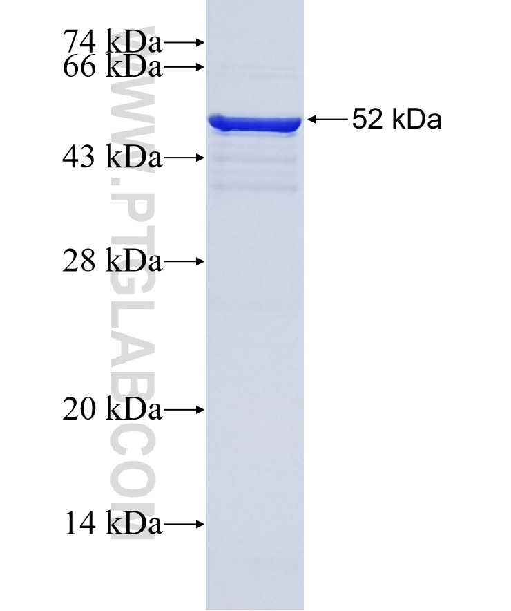 VGF fusion protein Ag24772 SDS-PAGE