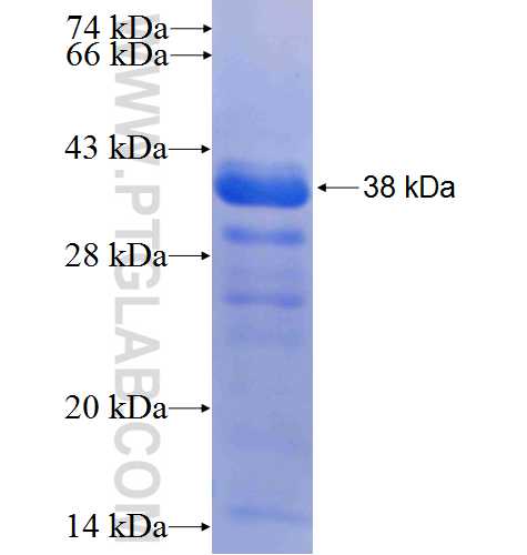 VGF fusion protein Ag24820 SDS-PAGE