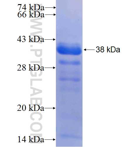 VGF fusion protein Ag24820 SDS-PAGE