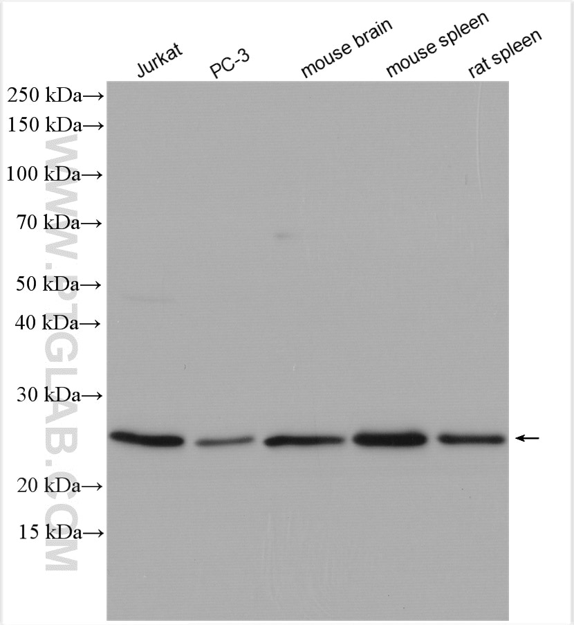 Western Blot (WB) analysis of various lysates using VGLL1 Polyclonal antibody (10124-2-AP)