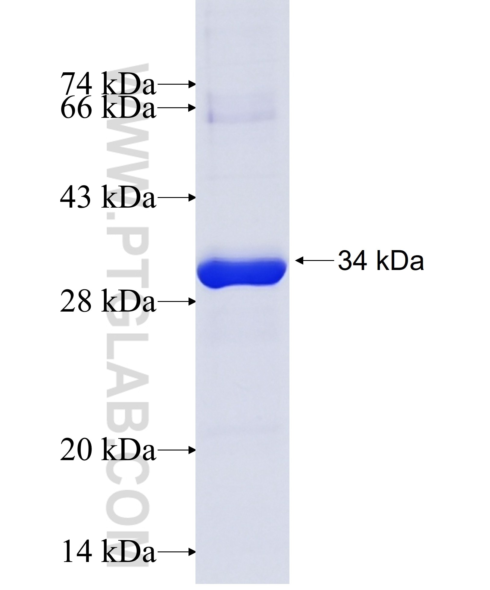 VGLL1 fusion protein Ag29617 SDS-PAGE