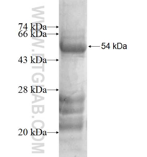 VGLL4 fusion protein Ag7283 SDS-PAGE