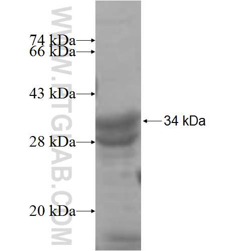 VGLL4 fusion protein Ag7299 SDS-PAGE