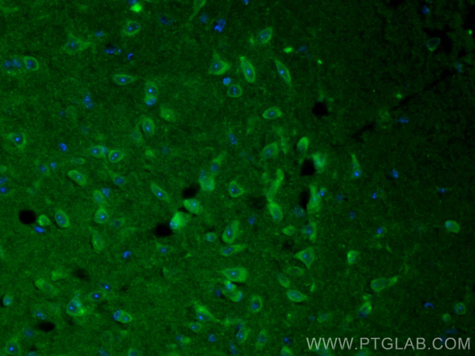 Immunofluorescence (IF) / fluorescent staining of mouse brain tissue using CoraLite® Plus 488-conjugated VGLUT1 Polyclonal an (CL488-55491)