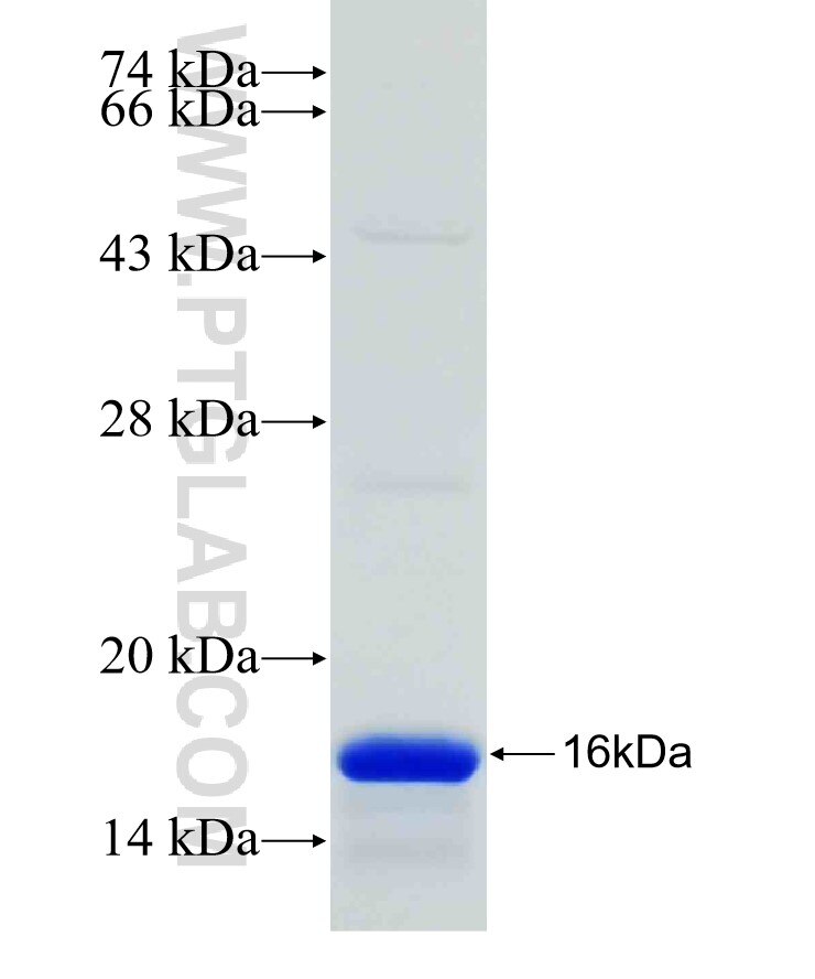 VHH Mouse Kappa Chain fusion protein Ag31694 SDS-PAGE