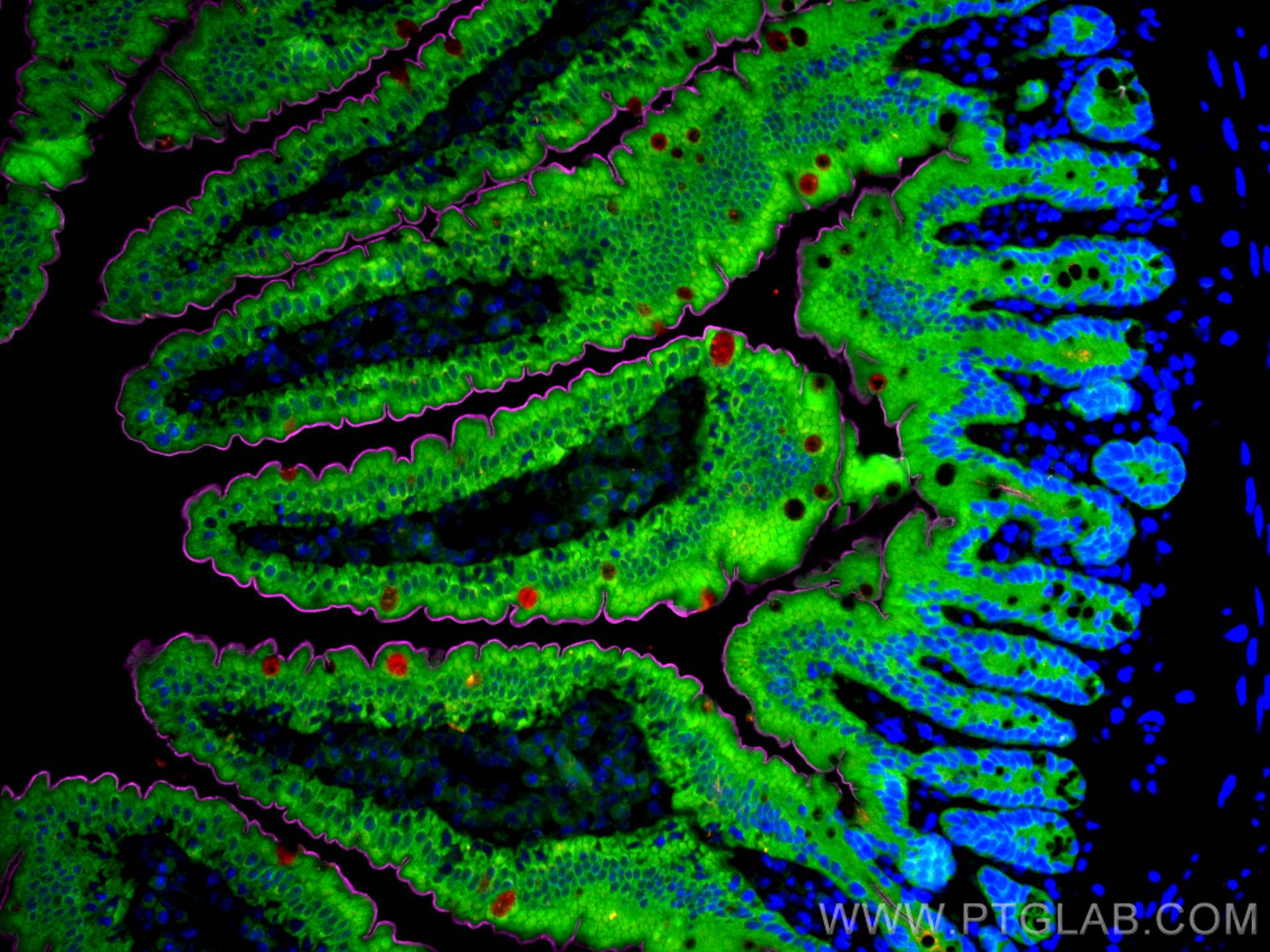 Immunofluorescence (IF) / fluorescent staining of mouse small intestine tissue using Villin Polyclonal antibody (16488-1-AP)