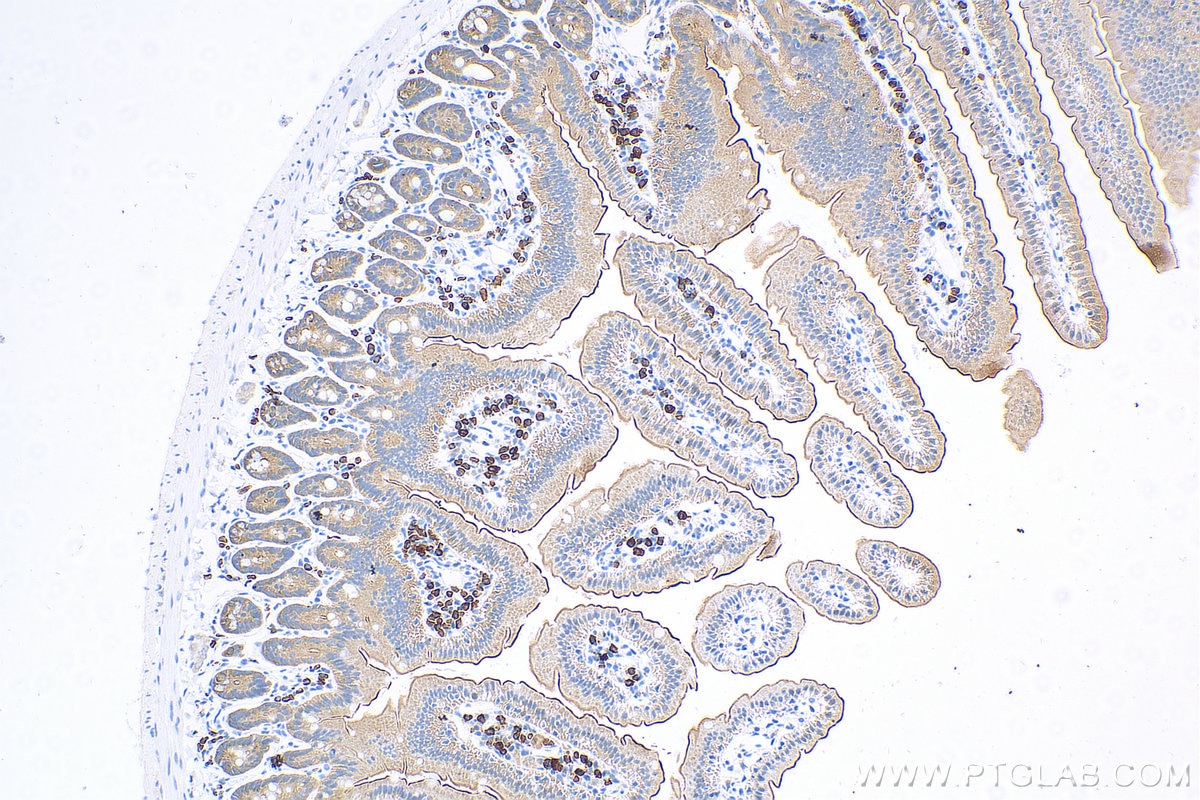 Immunohistochemistry (IHC) staining of mouse small intestine tissue using Villin Polyclonal antibody (16488-1-AP)