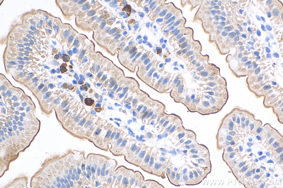 Immunohistochemistry (IHC) staining of mouse small intestine tissue using Villin Polyclonal antibody (16488-1-AP)