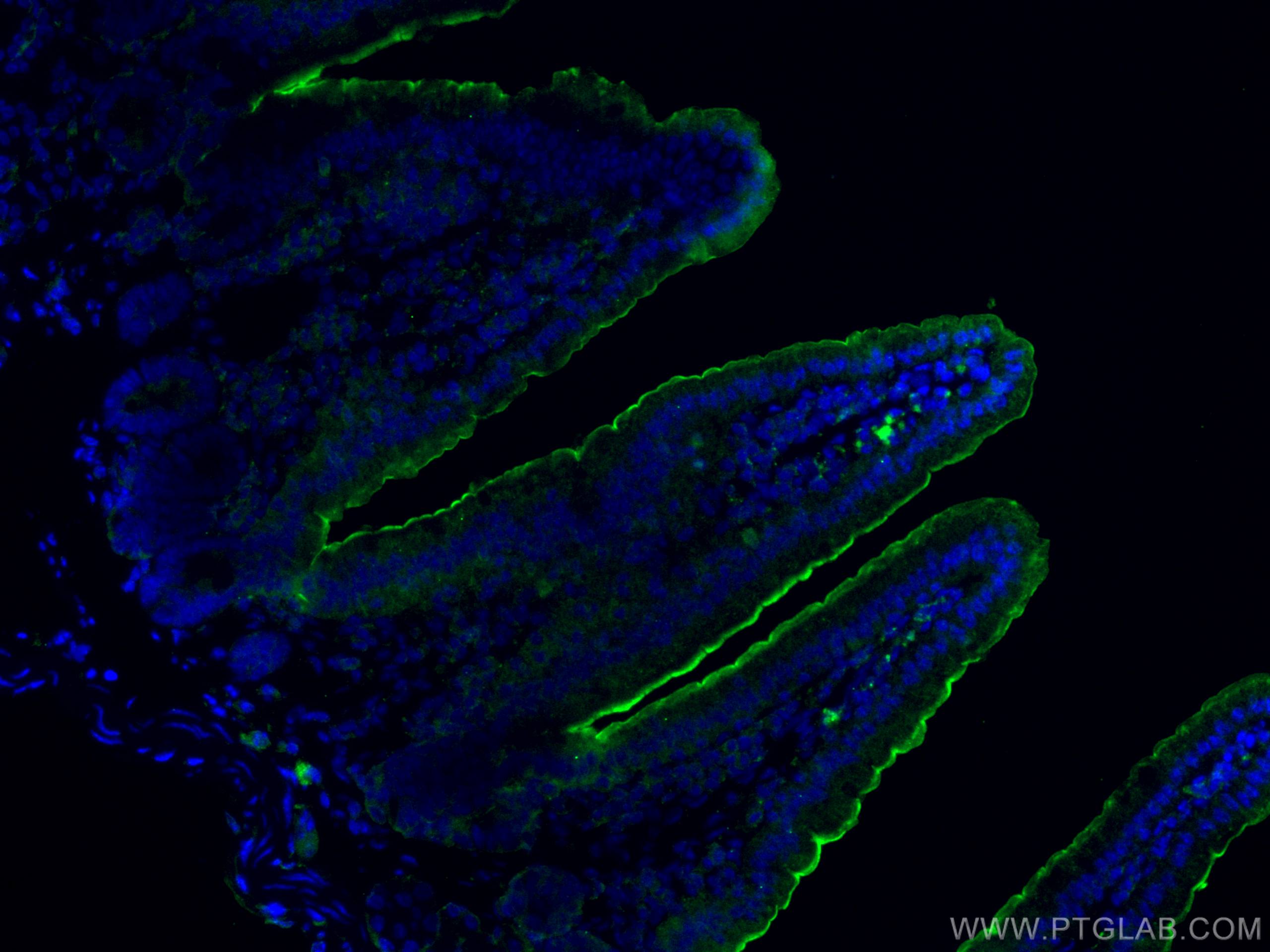 Immunofluorescence (IF) / fluorescent staining of mouse small intestine tissue using Villin like Polyclonal antibody (15130-1-AP)
