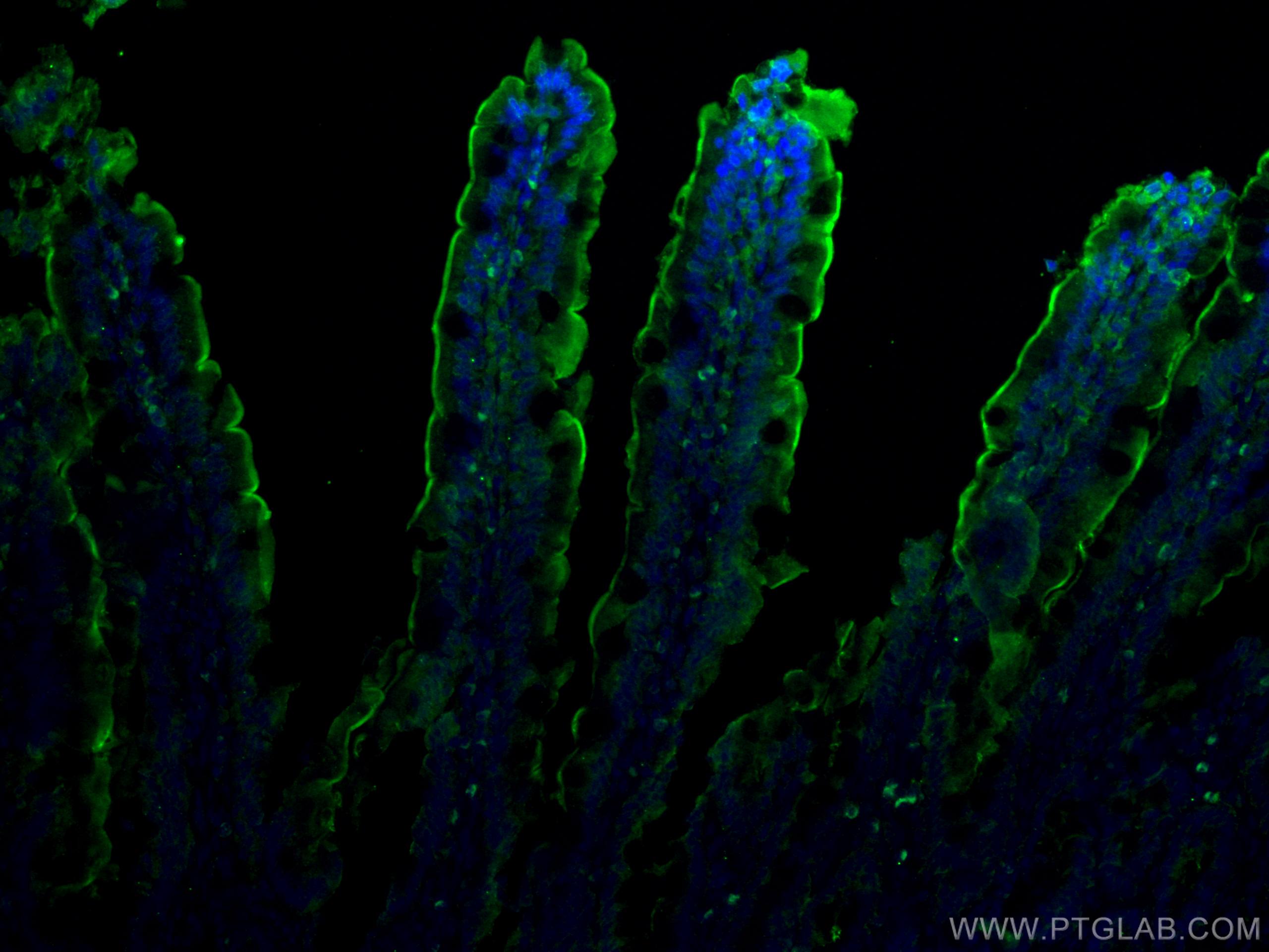 Immunofluorescence (IF) / fluorescent staining of rat small intestine tissue using Villin like Polyclonal antibody (15130-1-AP)