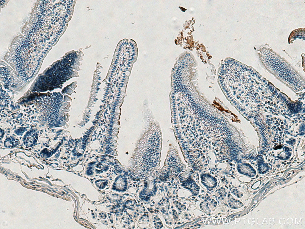 Immunohistochemistry (IHC) staining of mouse small intestine tissue using Villin like Polyclonal antibody (15130-1-AP)