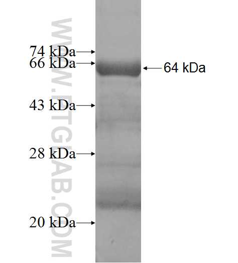 VILL fusion protein Ag7259 SDS-PAGE