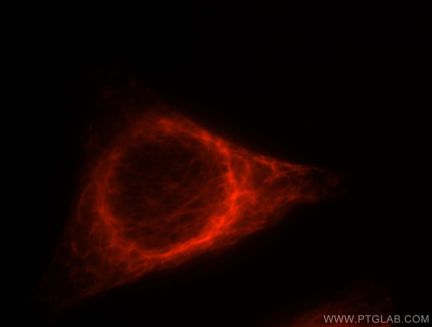 Immunofluorescence (IF) / fluorescent staining of HepG2 cells using Vimentin Polyclonal antibody (10366-1-AP)