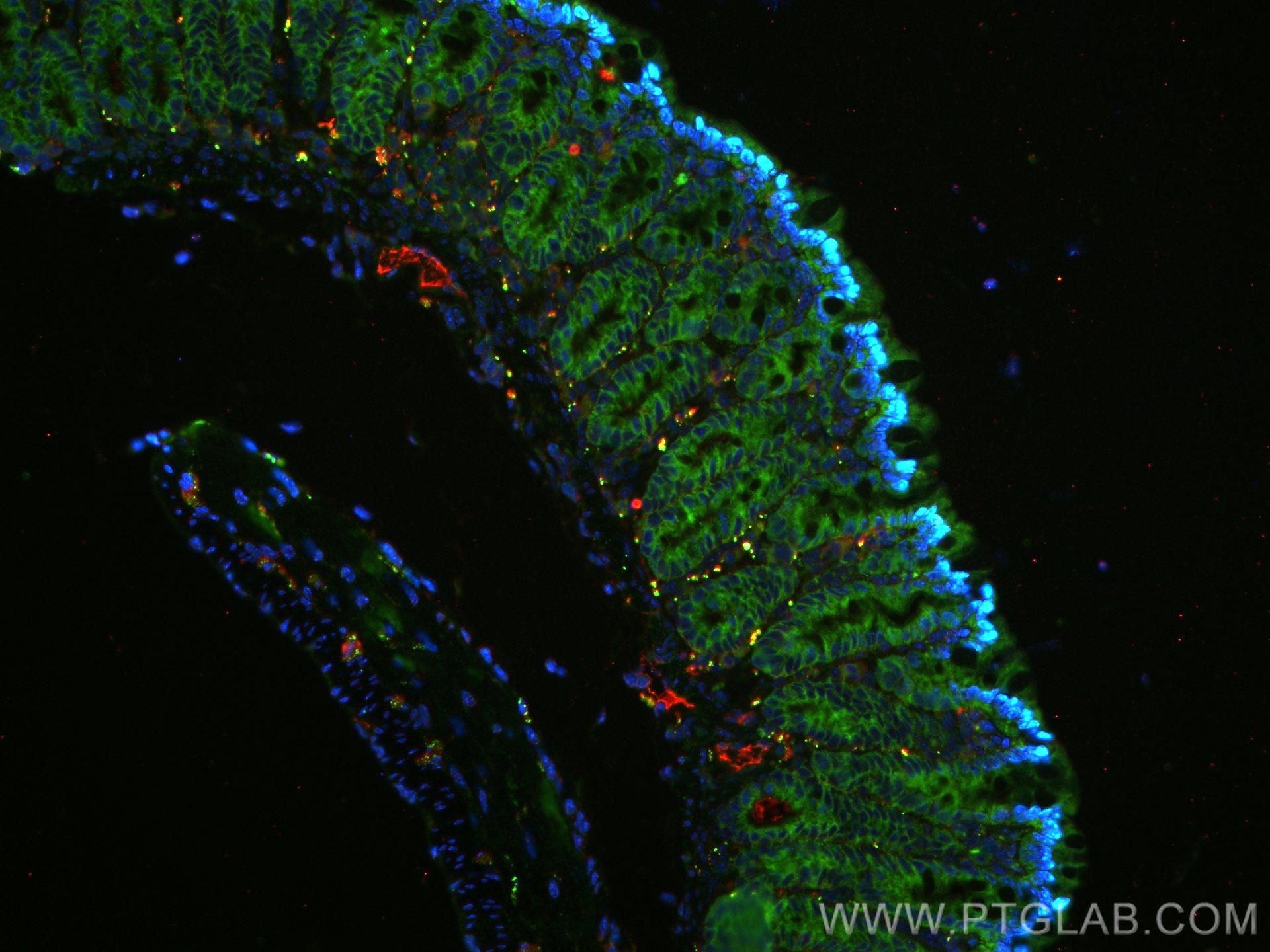 Immunofluorescence (IF) / fluorescent staining of mouse colon tissue using VIP Polyclonal antibody (16233-1-AP)