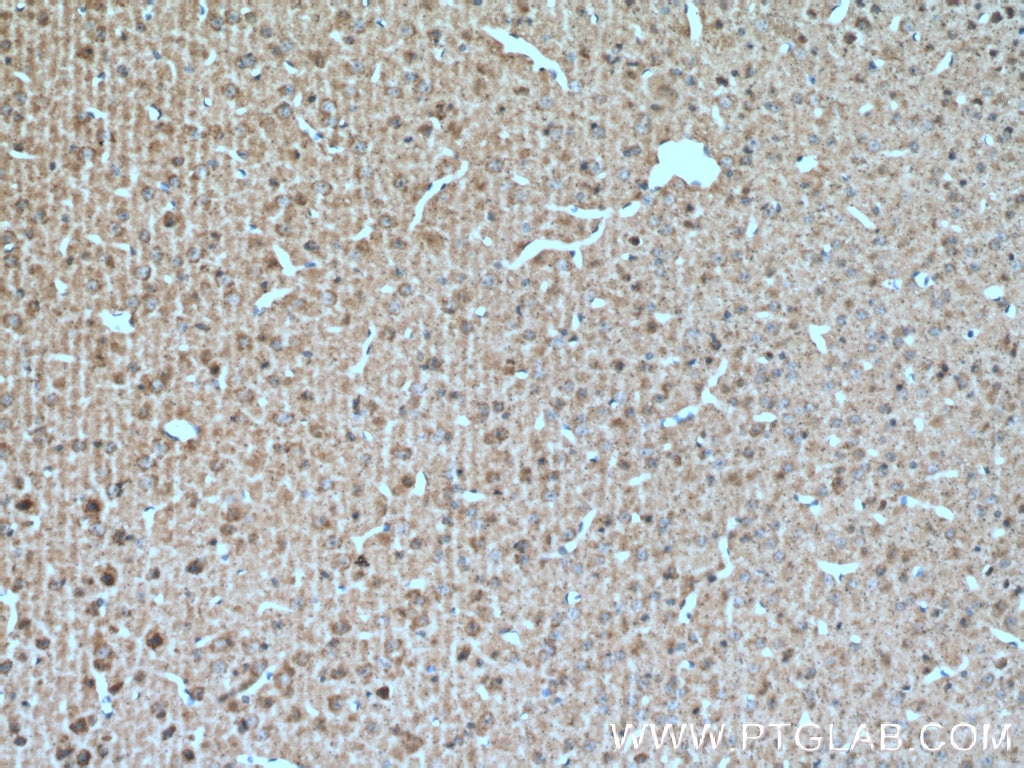 IHC staining of mouse brain using 16233-1-AP