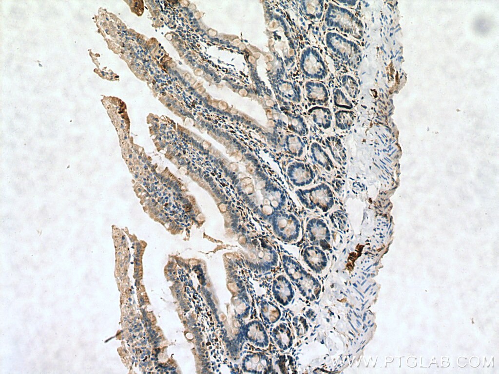 IHC staining of rat small intestine using 16233-1-AP