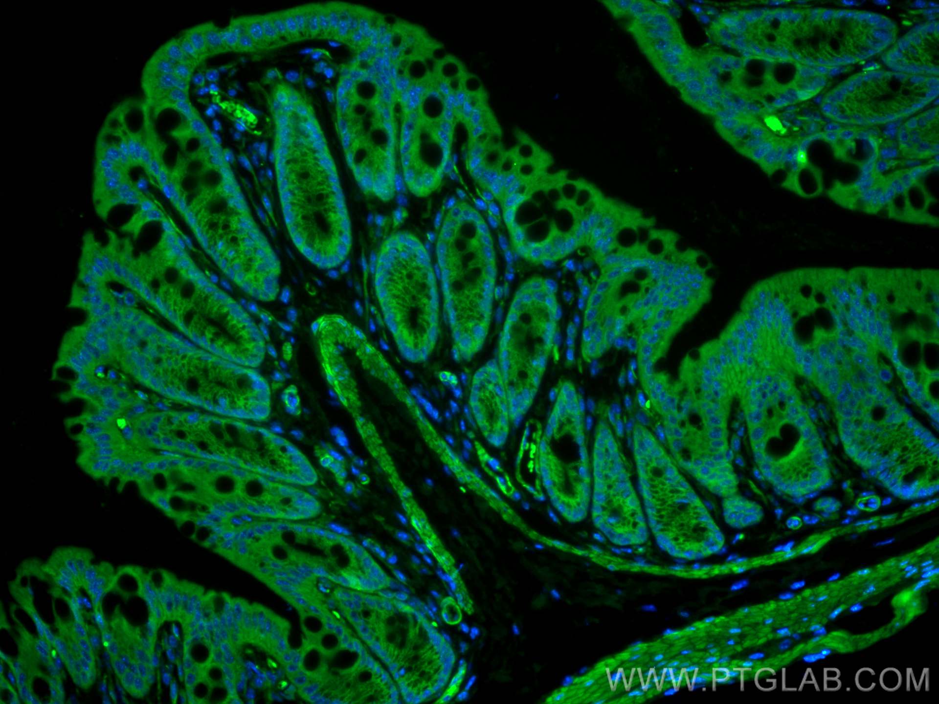 Immunofluorescence (IF) / fluorescent staining of mouse colon tissue using CoraLite® Plus 488-conjugated VIP Polyclonal antib (CL488-16233)