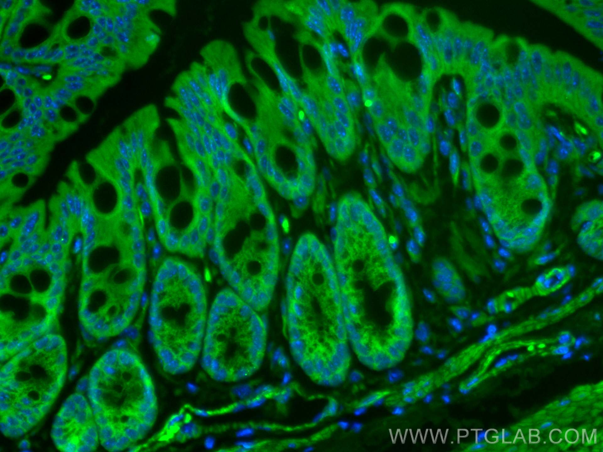 Immunofluorescence (IF) / fluorescent staining of mouse colon tissue using CoraLite® Plus 488-conjugated VIP Polyclonal antib (CL488-16233)