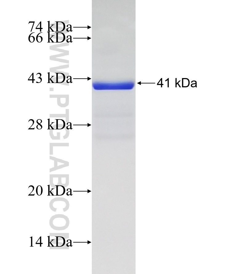 VIPR1 fusion protein Ag6650 SDS-PAGE