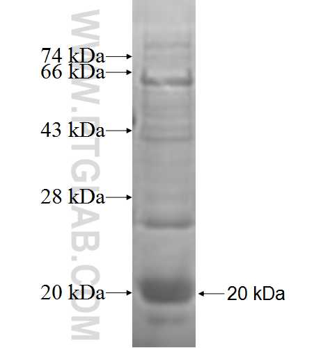 VIPR1 fusion protein Ag7248 SDS-PAGE