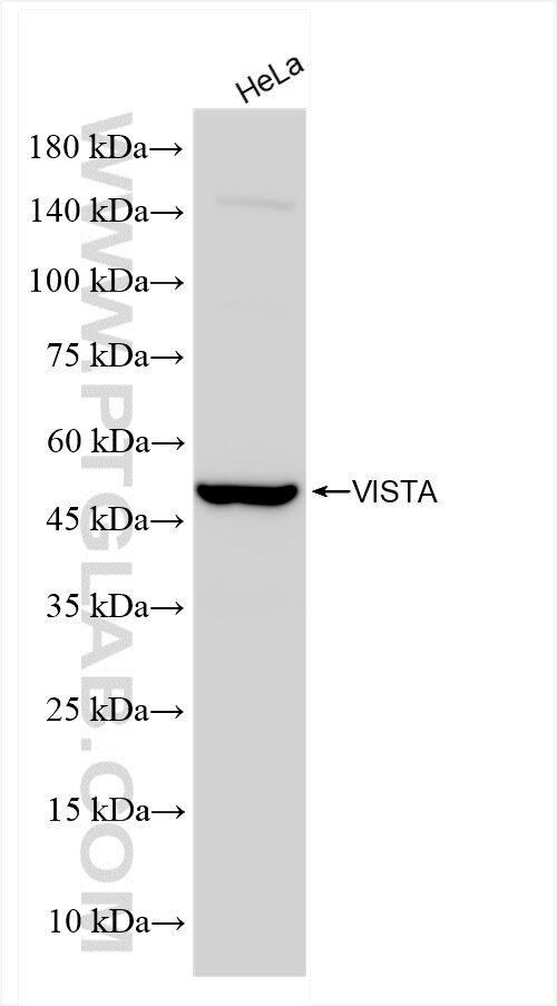 Western Blot (WB) analysis of HeLa cells using VISTA Recombinant antibody (83919-3-RR)