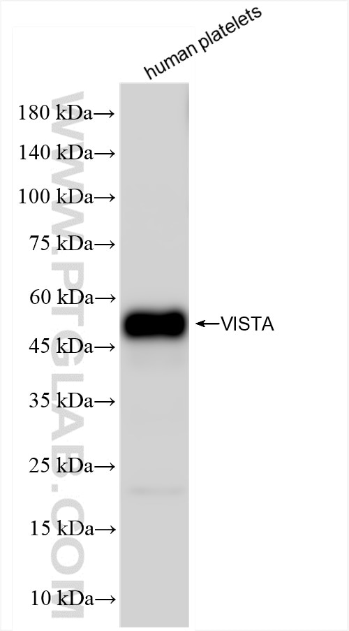 Western Blot (WB) analysis of human peripheral blood platelets using VISTA Recombinant antibody (83919-4-RR)