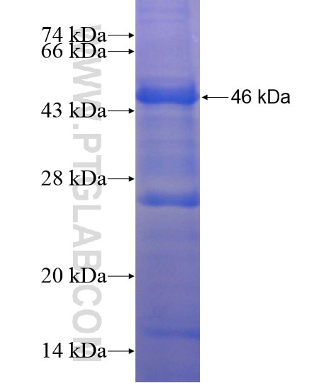VIT fusion protein Ag19917 SDS-PAGE