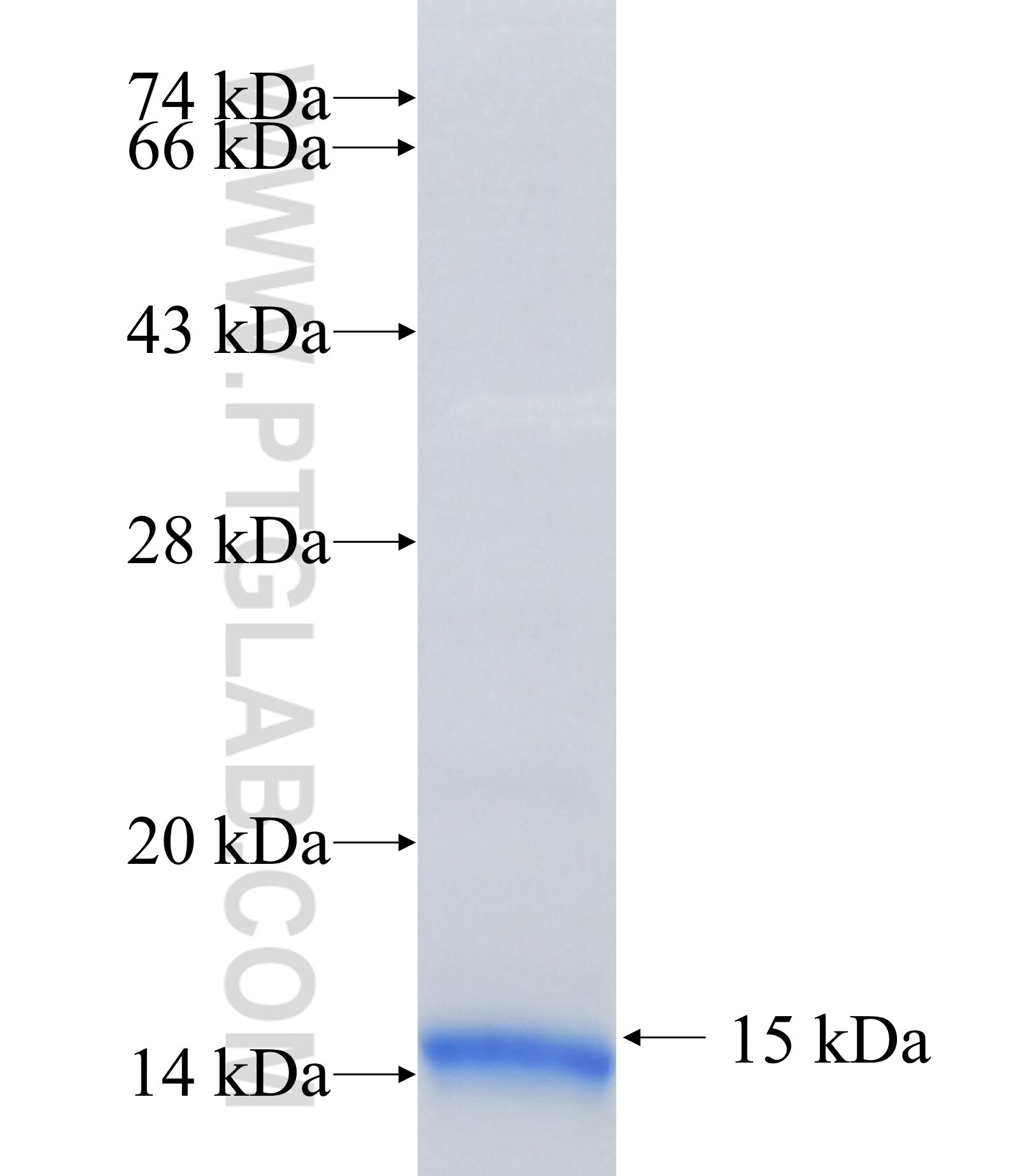 VKORC1 fusion protein Ag14378 SDS-PAGE