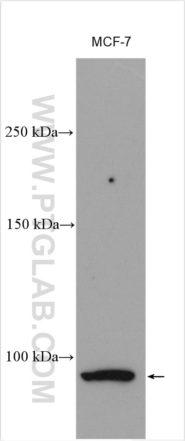 Western Blot (WB) analysis of various lysates using VLDLR Polyclonal antibody (19493-1-AP)