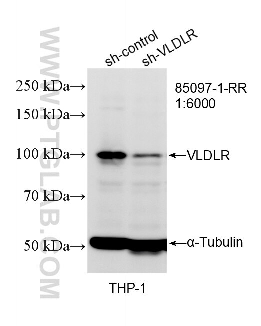 Western Blot (WB) analysis of THP-1 cells using VLDLR Recombinant monoclonal antibody (85097-1-RR)