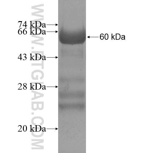 VLDLR fusion protein Ag15533 SDS-PAGE