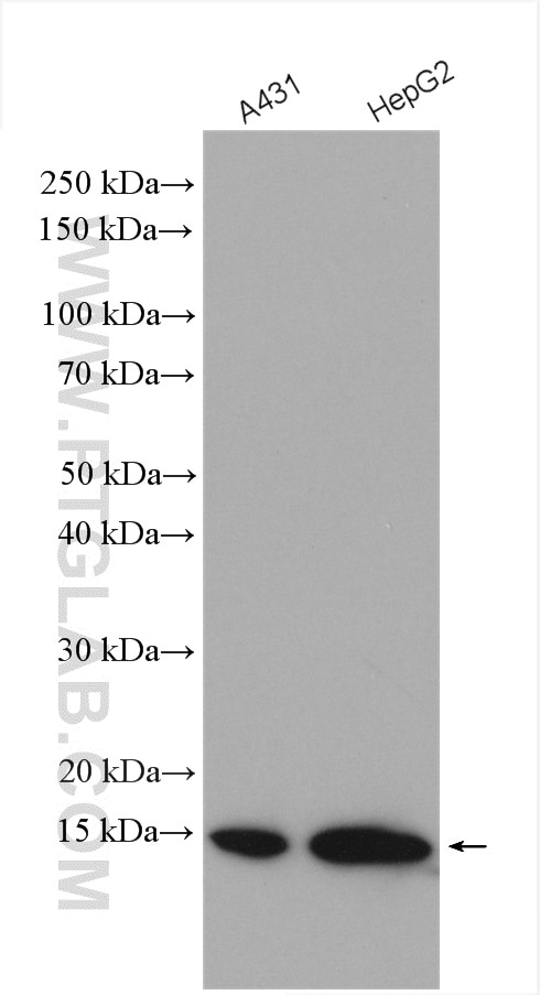 Western Blot (WB) analysis of various lysates using VMA21 Polyclonal antibody (21921-1-AP)