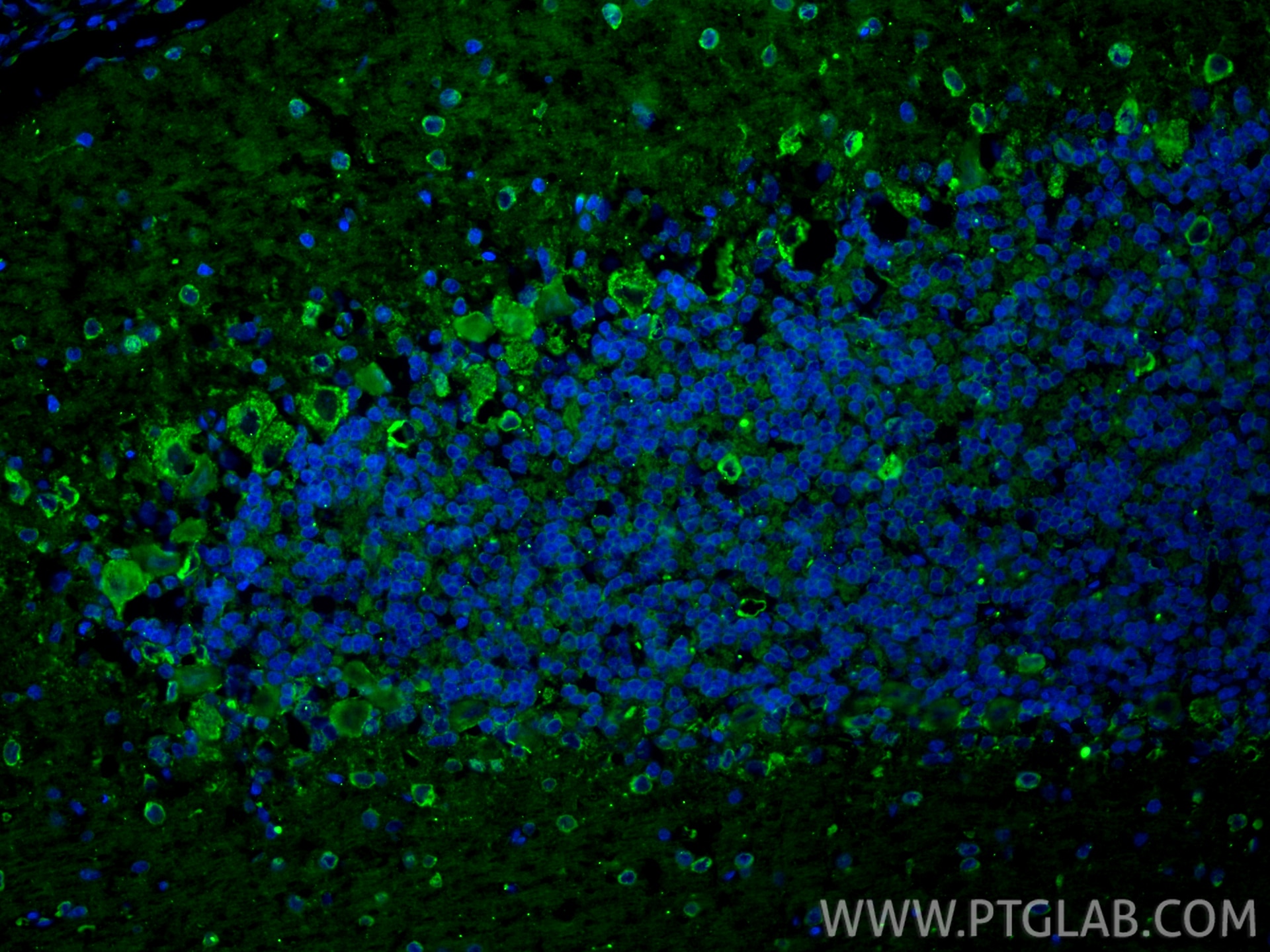 Immunofluorescence (IF) / fluorescent staining of rat cerebellum tissue using VMAT2 Polyclonal antibody (20873-1-AP)