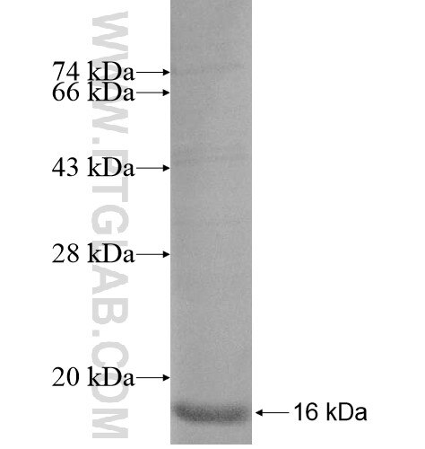 VMAT2 fusion protein Ag15106 SDS-PAGE