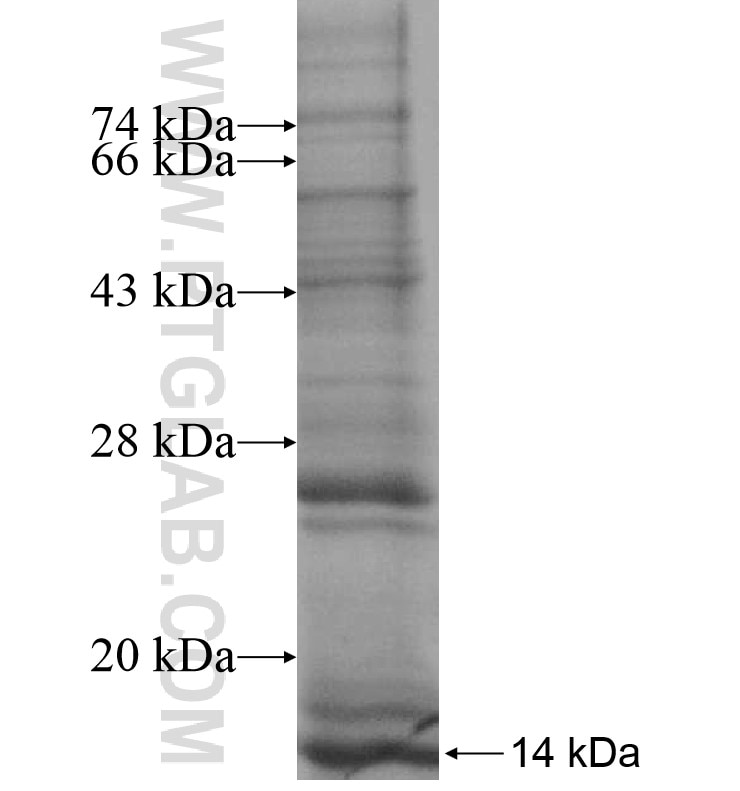 VN1R3 fusion protein Ag16679 SDS-PAGE