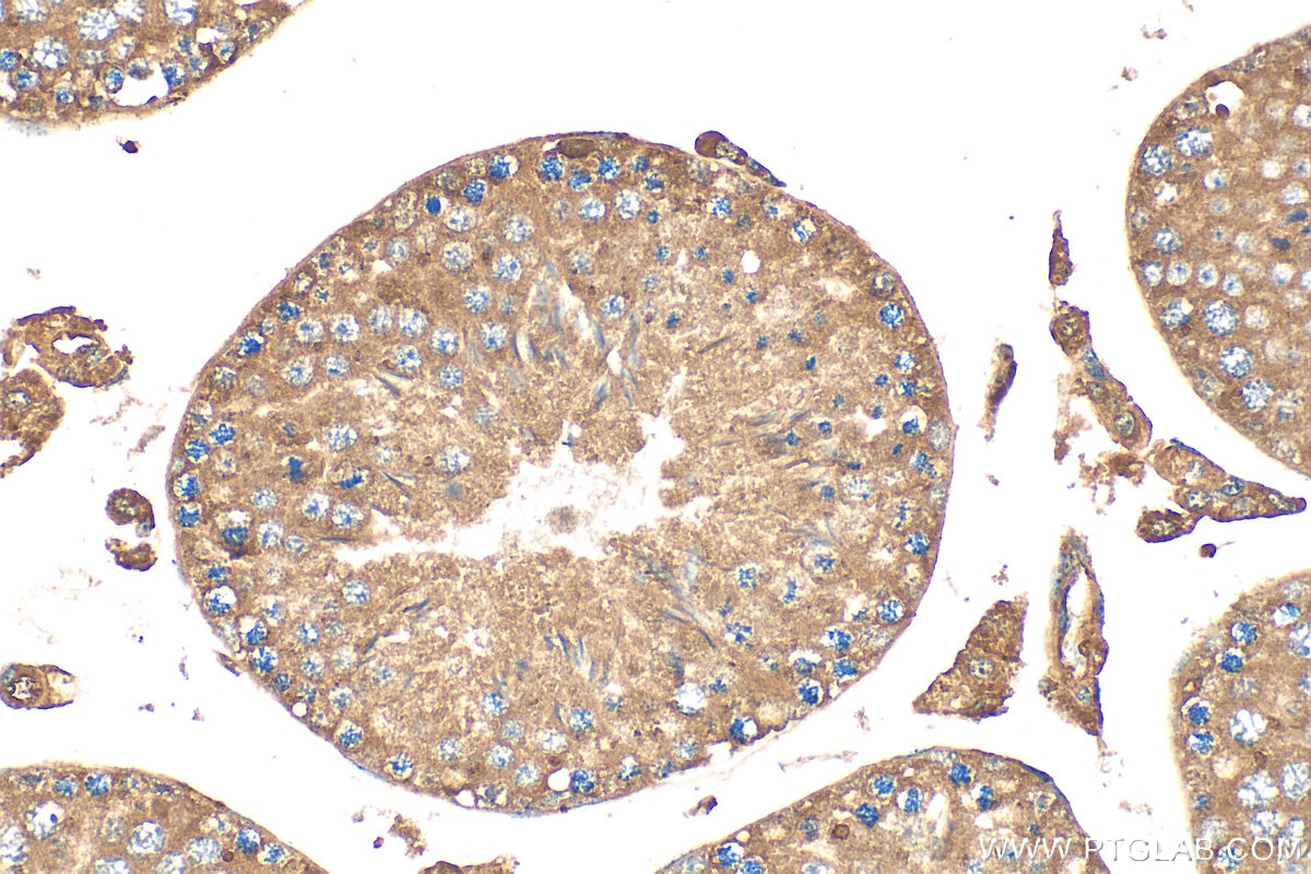Immunohistochemistry (IHC) staining of mouse testis tissue using VN1R5 Polyclonal antibody (20554-1-AP)