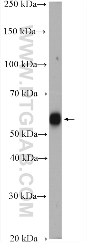 Western Blot (WB) analysis of PC-13 cells using VNN1 Polyclonal antibody (21745-1-AP)