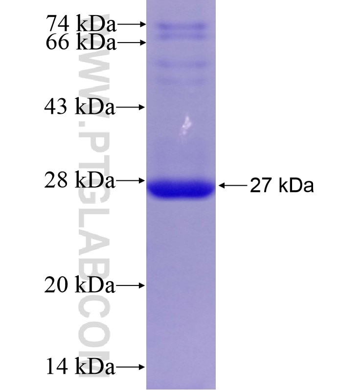 VNN1 fusion protein Ag16749 SDS-PAGE