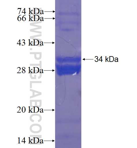 VNN2 fusion protein Ag22345 SDS-PAGE