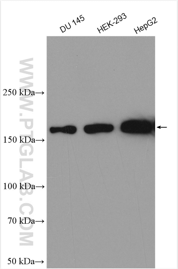 Western Blot (WB) analysis of various lysates using VPRBP Polyclonal antibody (11612-1-AP)