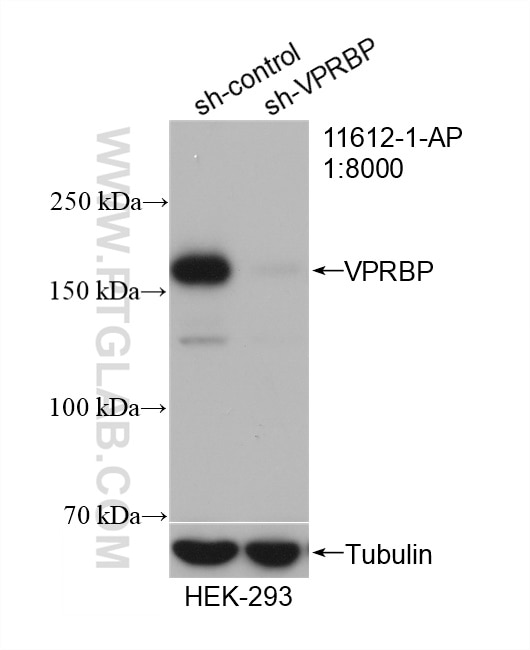 Western Blot (WB) analysis of HEK-293 cells using VPRBP Polyclonal antibody (11612-1-AP)