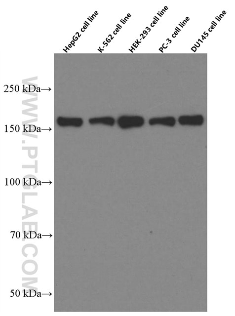 Western Blot (WB) analysis of various lysates using VPRBP Monoclonal antibody (66392-1-Ig)