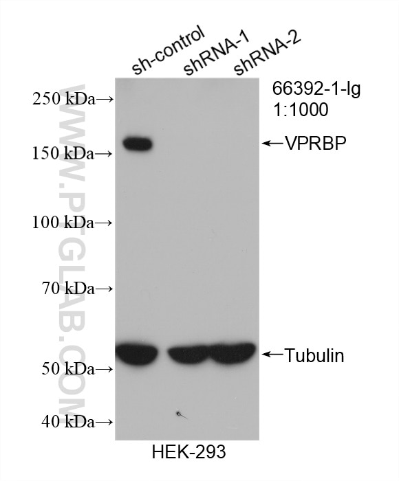 Western Blot (WB) analysis of HEK-293 cells using VPRBP Monoclonal antibody (66392-1-Ig)