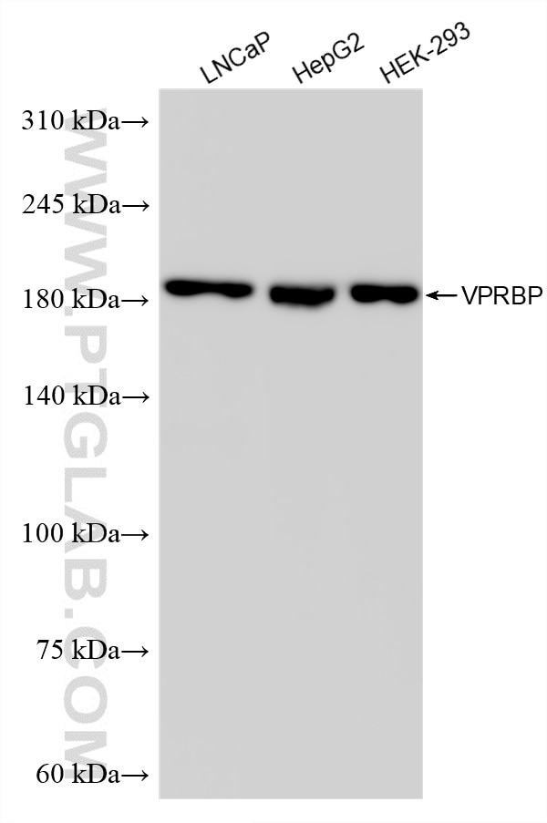 Western Blot (WB) analysis of various lysates using VPRBP Recombinant monoclonal antibody (83901-3-RR)