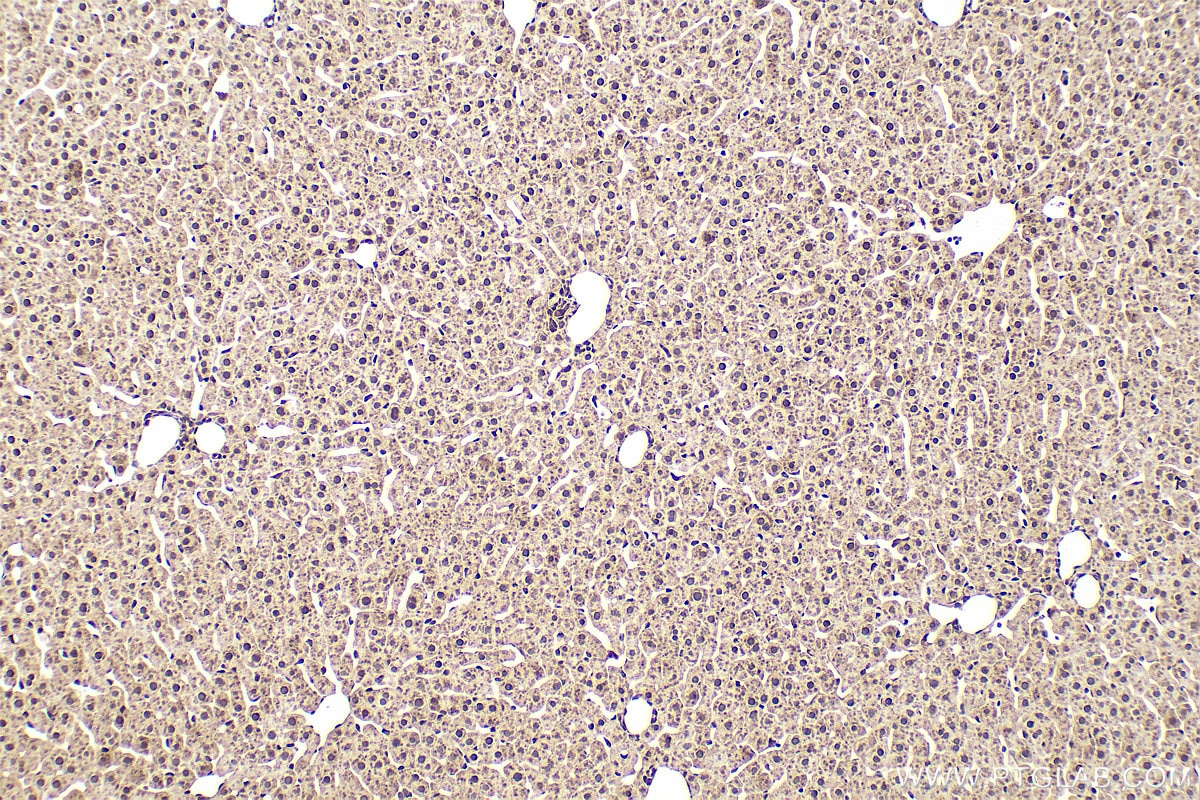 Immunohistochemistry (IHC) staining of rat liver tissue using VPRBP Recombinant monoclonal antibody (83901-5-RR)