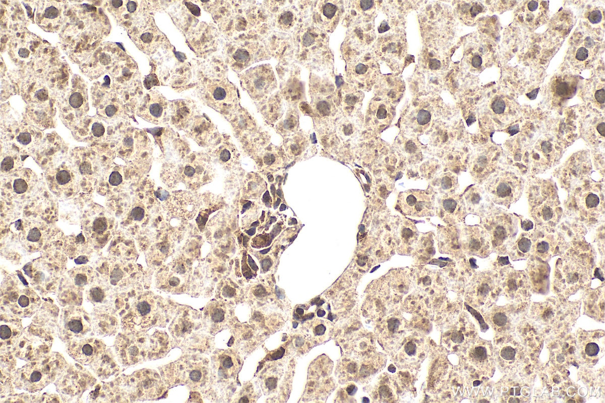 Immunohistochemistry (IHC) staining of rat liver tissue using VPRBP Recombinant monoclonal antibody (83901-5-RR)