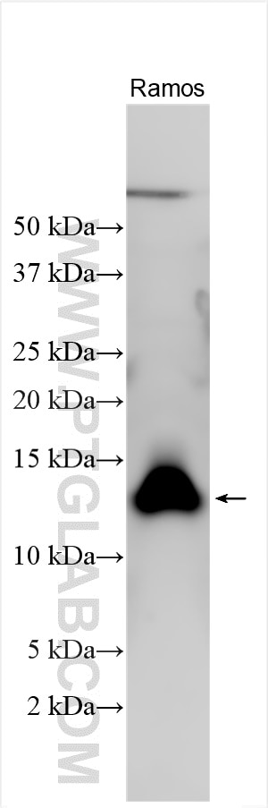 Western Blot (WB) analysis of various lysates using VPREB3 Polyclonal antibody (11915-1-AP)
